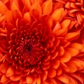 Chrysanthemum.jpg Chrysanthemum.jpg